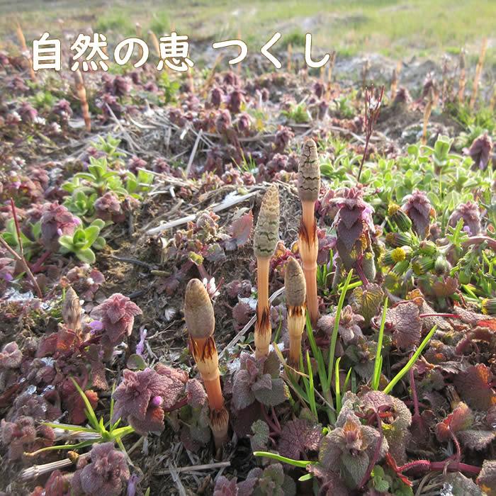 つくし 土筆 180g 山菜 野草 山形県産 /クール便 : 庄内米産直店 土門