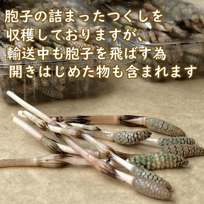 つくし 土筆 180g 山菜 野草 山形県産 /クール便 : 庄内米産直店 つくし 土筆 180g 山菜 野草 山形県産 /クール便 : 庄内米産直店