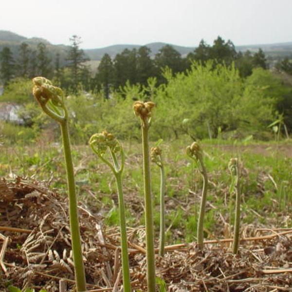 わらび 蕨 1kg 山菜 野草 山形県産 クール便 Tokuswarabi 庄内米産直店 土門商店yahoo 店 通販 Yahoo ショッピング