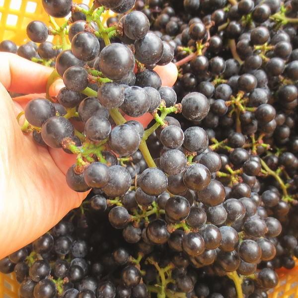 山ぶどう 山葡萄 1kg 山菜 野草 山形県産 /クール便 : 庄内米産直店