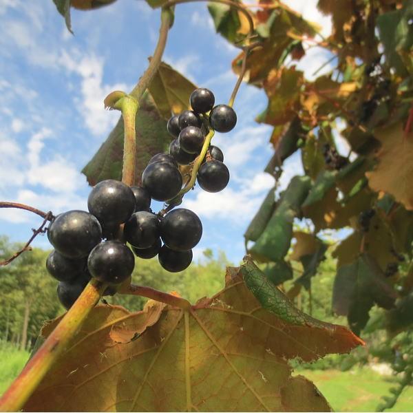 山ぶどう 山葡萄 1kg 山菜 野草 山形県産 /クール便 : 庄内米産直店