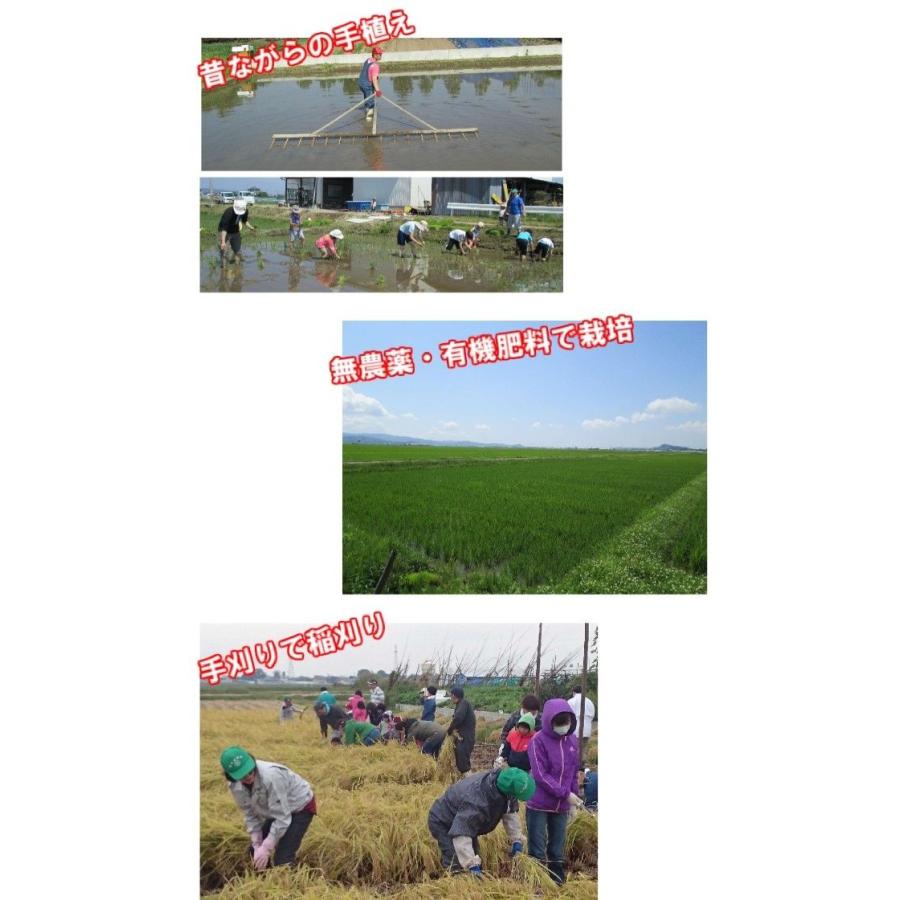 ササニシキ 無農薬 天日干し 有機肥料 使用 利三郎米 新米 令和7年産