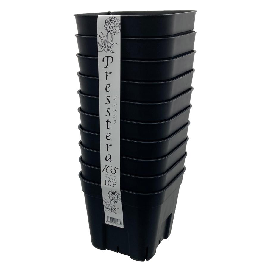 プレステラ105型ブラック10個セット 実生 種蒔き コーデックス アガベ