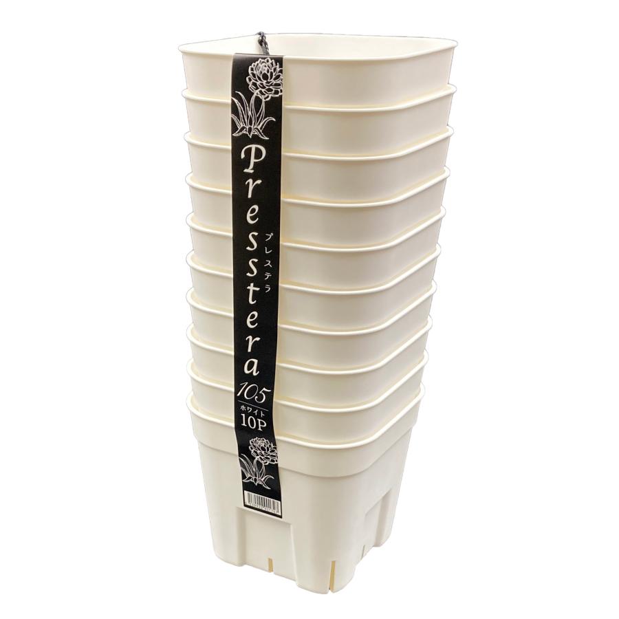 プレステラ105型ホワイト10個セット 実生 種蒔き コーデックス アガベ