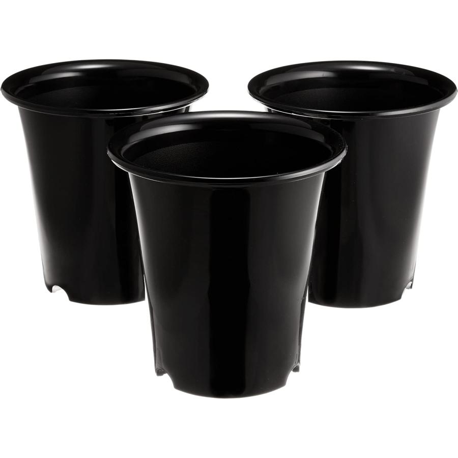 ③オペルクリカリアパキプス　鉢ごと 大和プラスチック 洋ラン鉢 6号 3個セット ブラック大和プラスチック