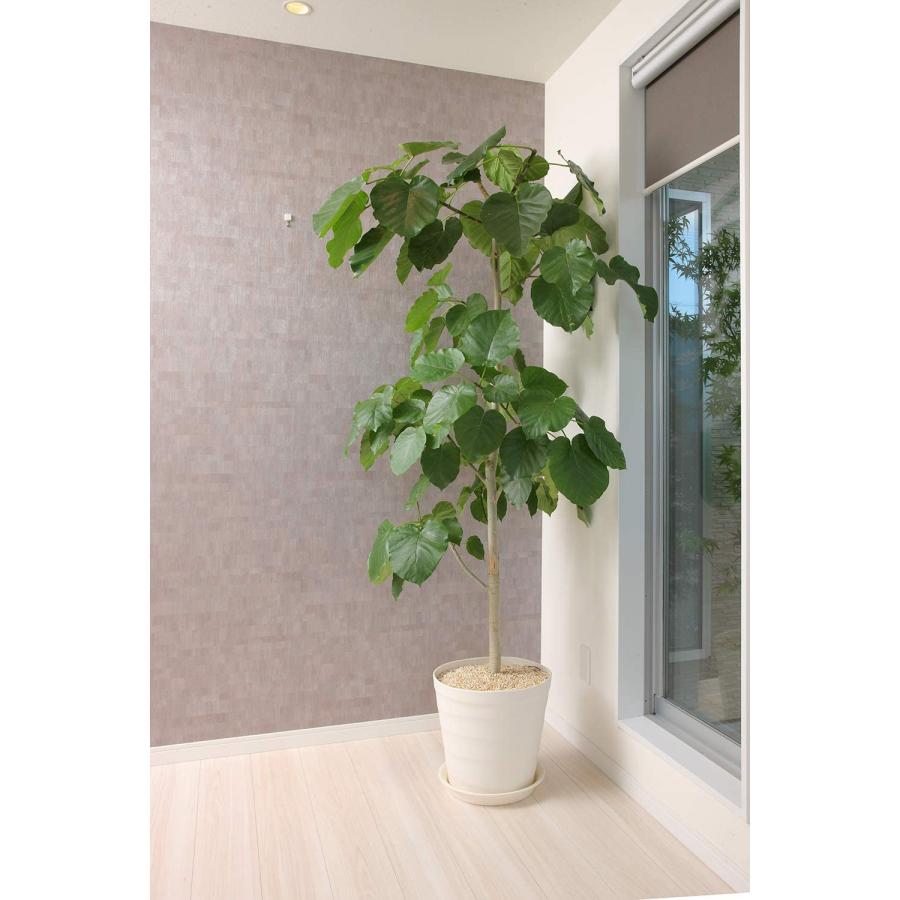 クラフトポット 30型 ホワイト アップルウェアー 観葉植物 ウンベラータ シンボルツリー 鉢｜dondon-a｜06