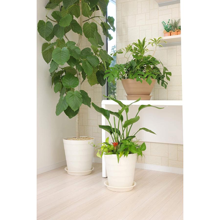 クラフトポット 35型 ホワイト アップルウェアー 観葉植物 ウンベラータ シンボルツリー 鉢｜dondon-a｜05