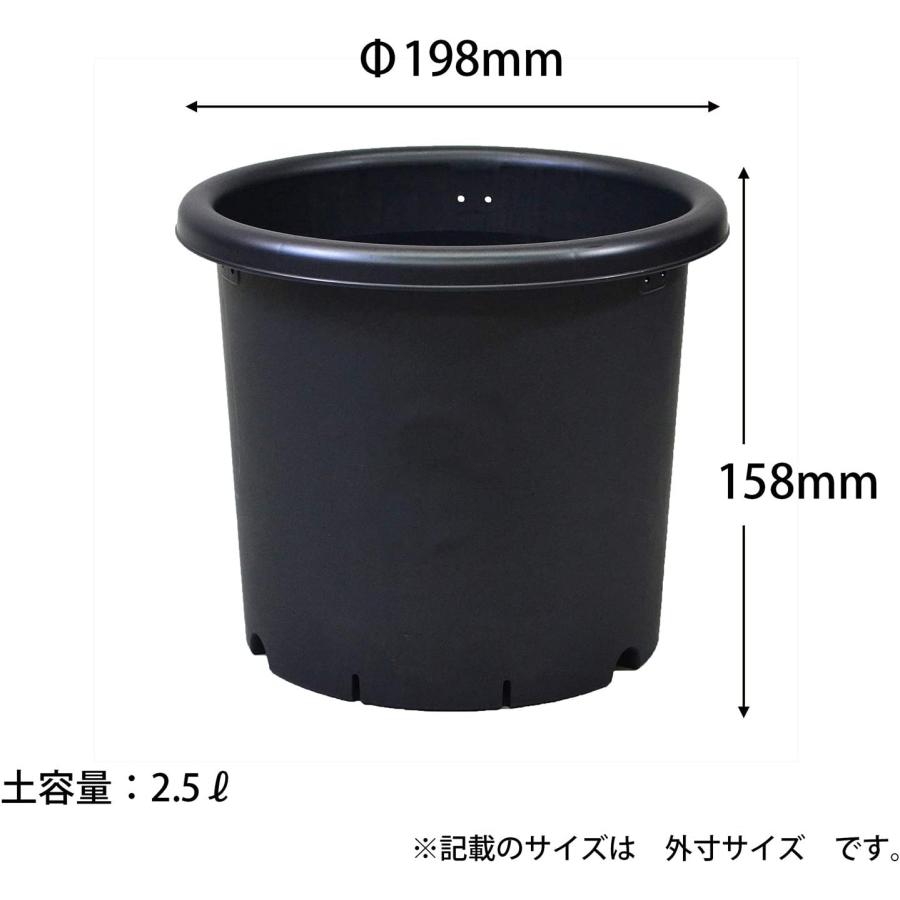 アップルウェアー 菊鉢 6号 ブラック 鉢 アガベ コーデックス アップルウェアー 菊鉢 6号 ブラック 鉢 アガベ コーデックス