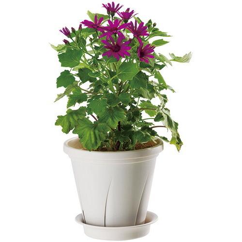 根はり鉢 8号 ホワイト F24cmｘ高さ22cm 大和プラスチック 鉢 観葉植物 薔薇 Kfs ドンドンマーケット 通販 Yahoo ショッピング