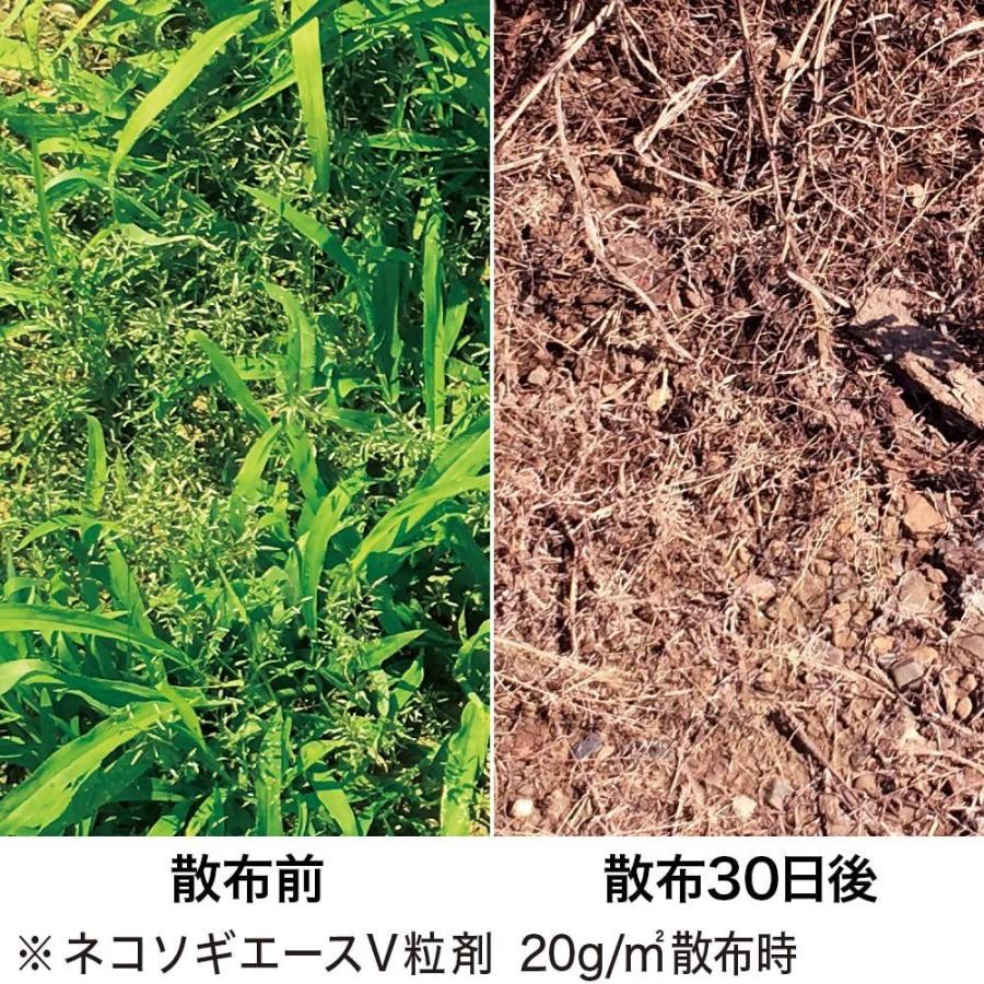 市場 住友化学園芸 安心 約6ヶ月 一年生雑草 300g 対策 枯らす 除草剤 薬剤 根まで 粒剤 園芸 雑草 スギナ 草退治e