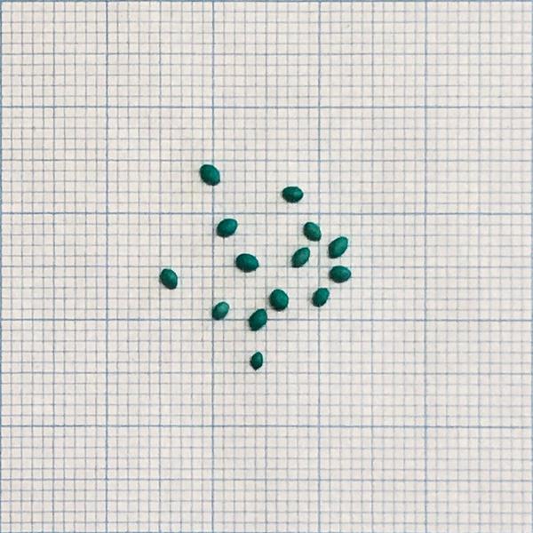 コート種子 センチピードグラス サンティ 1kg 