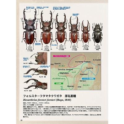 BE-KUWA (ビー・クワ) 87号 送料込み 2023年 4月18日発売 : 有限 BE-KUWA (ビー・クワ) 87号 送料込み 2023年 4月18日発売 : 有限