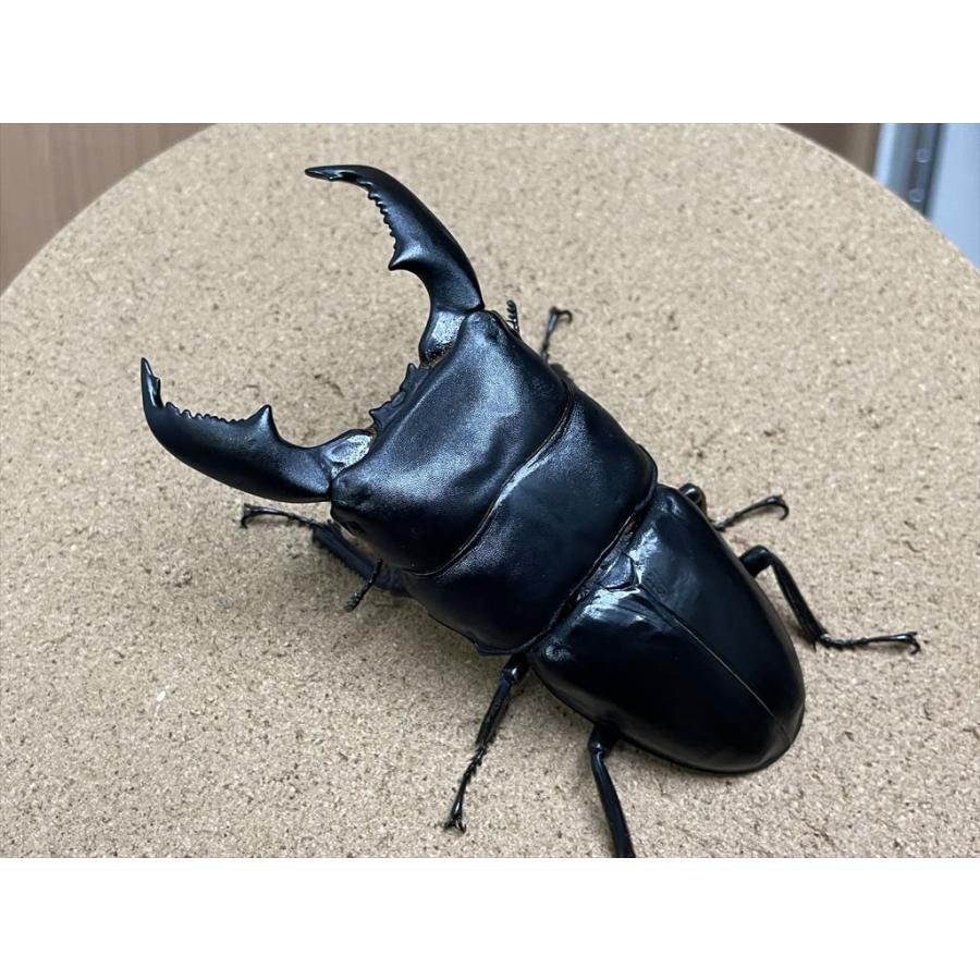 スマトラヒラタクワガタ（アチェ産）♂102.3mm 単品 : 有限会社