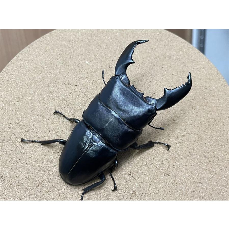 スマトラヒラタクワガタ♂️103mmB品　単品 スマトラヒラタクワガタ（アチェ産）♂102.3mm 単品 : 有限会社