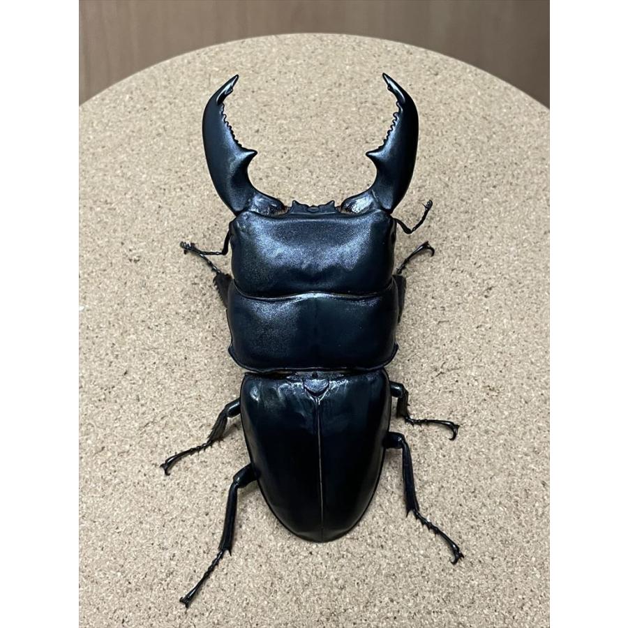スマトラヒラタクワガタ（アチェ産）♂102.3mm 単品 : 有限会社