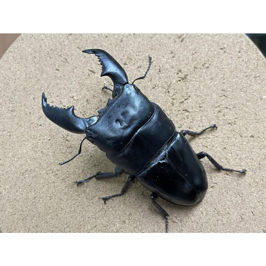 スマトラヒラタクワガタ（アチェ産）♂105.2mm 単品 : 有限会社