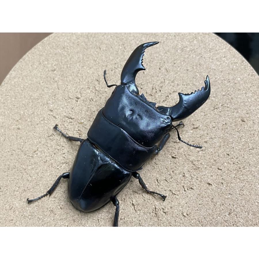 スマトラヒラタクワガタ（アチェ産）♂105.2mm 単品 : 有限会社