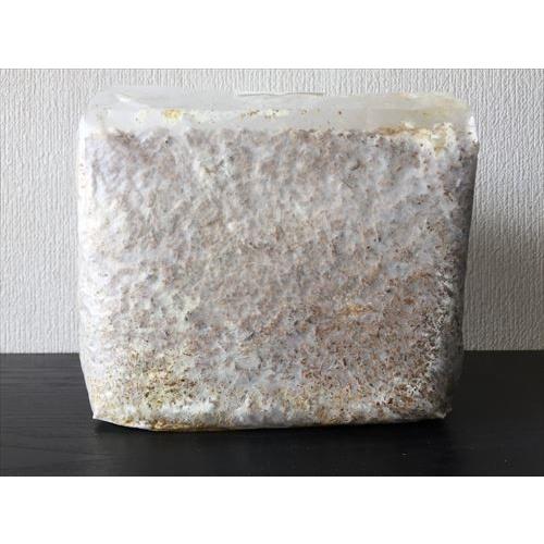 菌床ブロック KBブナ菌床 3500cc×10個 KBファーム製 菌床ブロック KBブナ菌床 3500cc×10個 KBファーム製