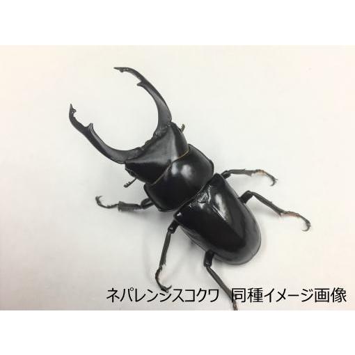 ネパレンシスコクワガタ（トゥリスリ産） 68mmUP ペア : 有限会社