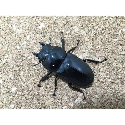 サキシマヒラタクワガタ（与那国産）♀単品 44mmUP : 有限会社