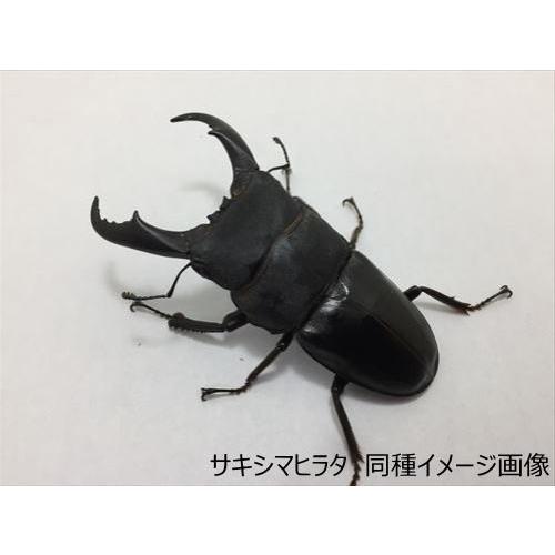 サキシマヒラタクワガタ（与那国産）78mmUPペア : 有限会社