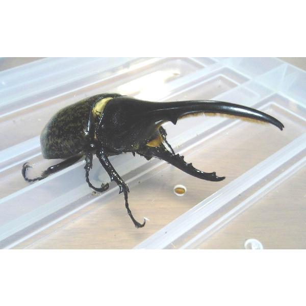ヘラクレス・ヘラクレス（ドミニカ産） オス100〜110ミリ（単品