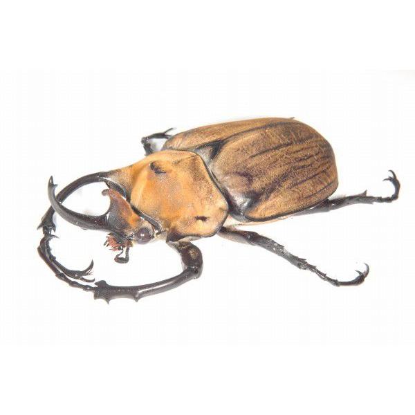 エレファスゾウカブト ♂110ミリペア（メスフリーサイズ