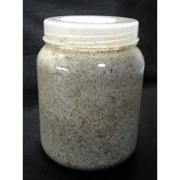 送料込み!オオクワガタ専用 菌糸ビン830ml×5本セット(菌糸入りクリアボトル クヌギ100%) ヒラタやノコギリの幼虫飼育にも! :830-5:ドルクスオーナーズショップ - 通販 - Yahoo!ショッピング 送料込み!オオクワガタ専用 菌糸ビン830ml×5本セット(菌糸入りクリアボトル クヌギ100%) ヒラタやノコギリの幼虫飼育にも! :830-5:ドルクスオーナーズショップ - 通販 - Yahoo!ショッピング