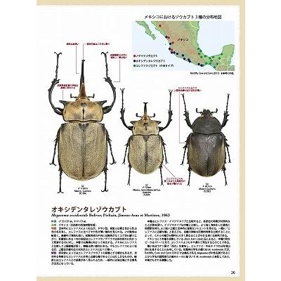 BE-KUWA 70号（メール便送料込み） ビークワ70号 ☆ポイント8倍