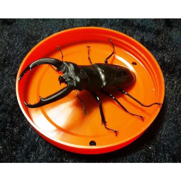 マンディブラリスフタマタクワガタ 成虫ペア（♂80ミリUP