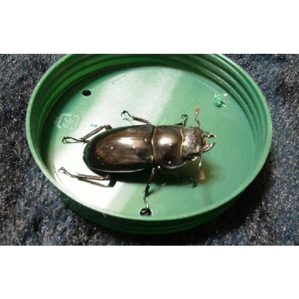 マンディブラリスフタマタクワガタ 成虫ペア(♂80ミリUP マンディブラリスフタマタクワガタ 成虫ペア(♂80ミリUP
