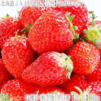 送料無料 いちご 北海道産 北海道いちご さがほのか 600g 大粒イチゴ 苺 期間限定特別価格 最高級 収穫日に空輸で翌日着 3l 2l 秀品 Ja上川地域 Ja富良野