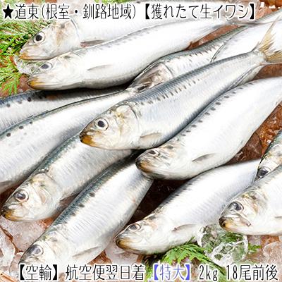 送料無料 生イワシ 北海道産 根室 釧路 特大 2kg前後16尾前後 獲れたて 生いわし 水揚げ日に空輸で翌日着 大羽イワシ 最高級 鰯 鰮 航空便 A077 001 01 どさんこファクトリー北海道 通販 Yahoo ショッピング
