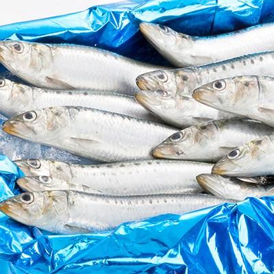 送料無料 生イワシ 北海道産 根室 釧路 大 2kg前後19尾前後 獲れたて 生いわし 水揚げ日に空輸で翌日着 大羽イワシ 最高級 鰯 鰮 航空便 A077 001 02 どさんこファクトリー北海道 通販 Yahoo ショッピング
