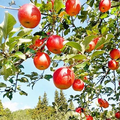 送料無料 りんご リンゴ 北海道産 昂林 こうりん 10kg 36玉前後 Ja北海道 余市産 収穫日に空輸で翌日着 秋リンゴ 最高級 秀品 北海道ブランド D001 123 02 どさんこファクトリー北海道 通販 Yahoo ショッピング