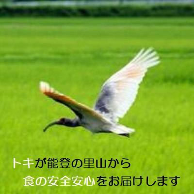 無洗米 コシヒカリ  令和５年新米 ：残留農薬ゼロ(検査証明書付) 2K 特別栽培棚田米 能登里山の米｜dotg-live｜10