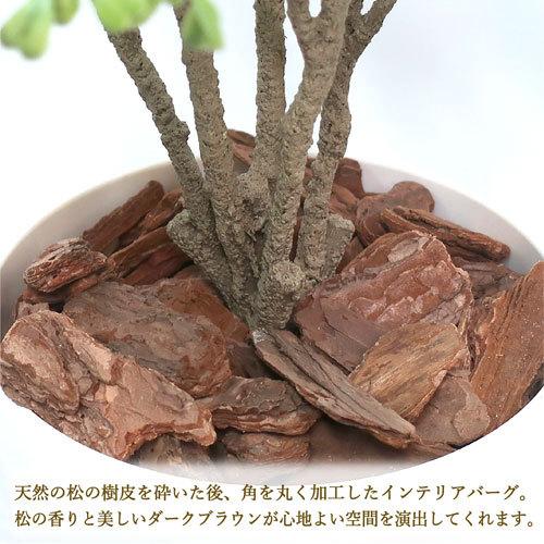ササガワ メーカー直送品 人工観葉植物 ボックスウッド Mサイズ 高さ