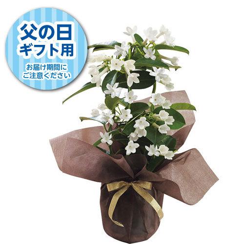 全ての 父の日 マダガスカルジャスミン鉢植え 限定 父の日カード付 クレジット決済のみ 花 ギフト 植物 プレゼント Riosmauricio Com
