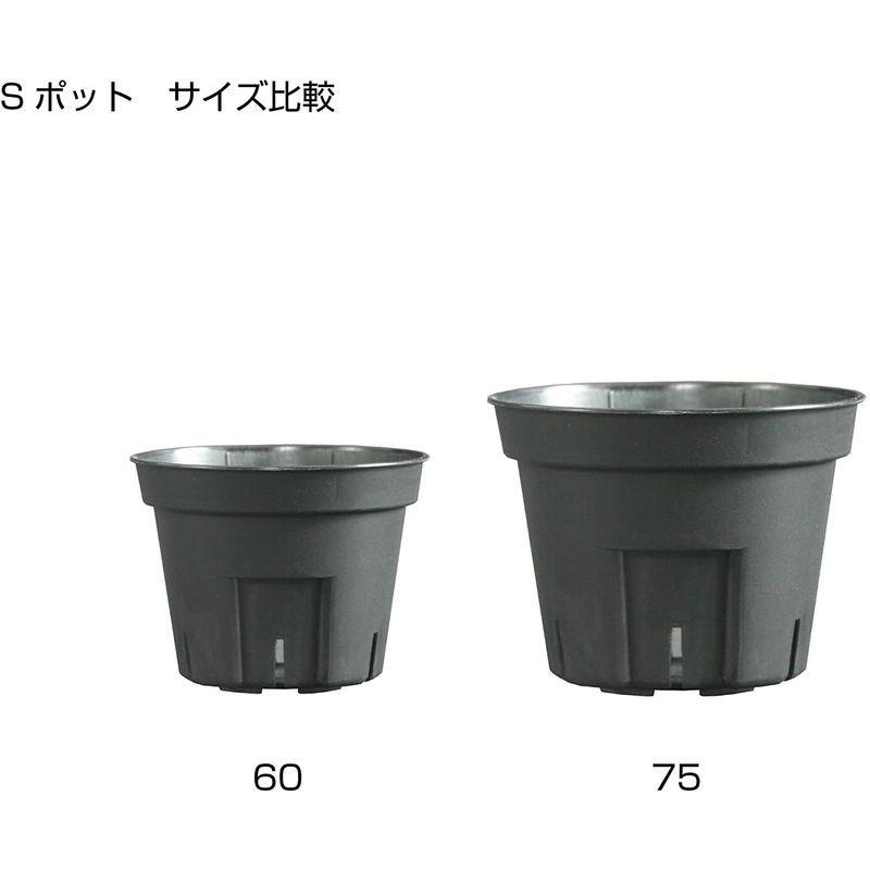 日本ポリ鉢販売(Japan Porihachi Hanbai) ポリ鉢 Sポット丸型603000鉢入 NI-101 白 3000入 Japan Porihachi Hanbai ポリ鉢 NI 3000入