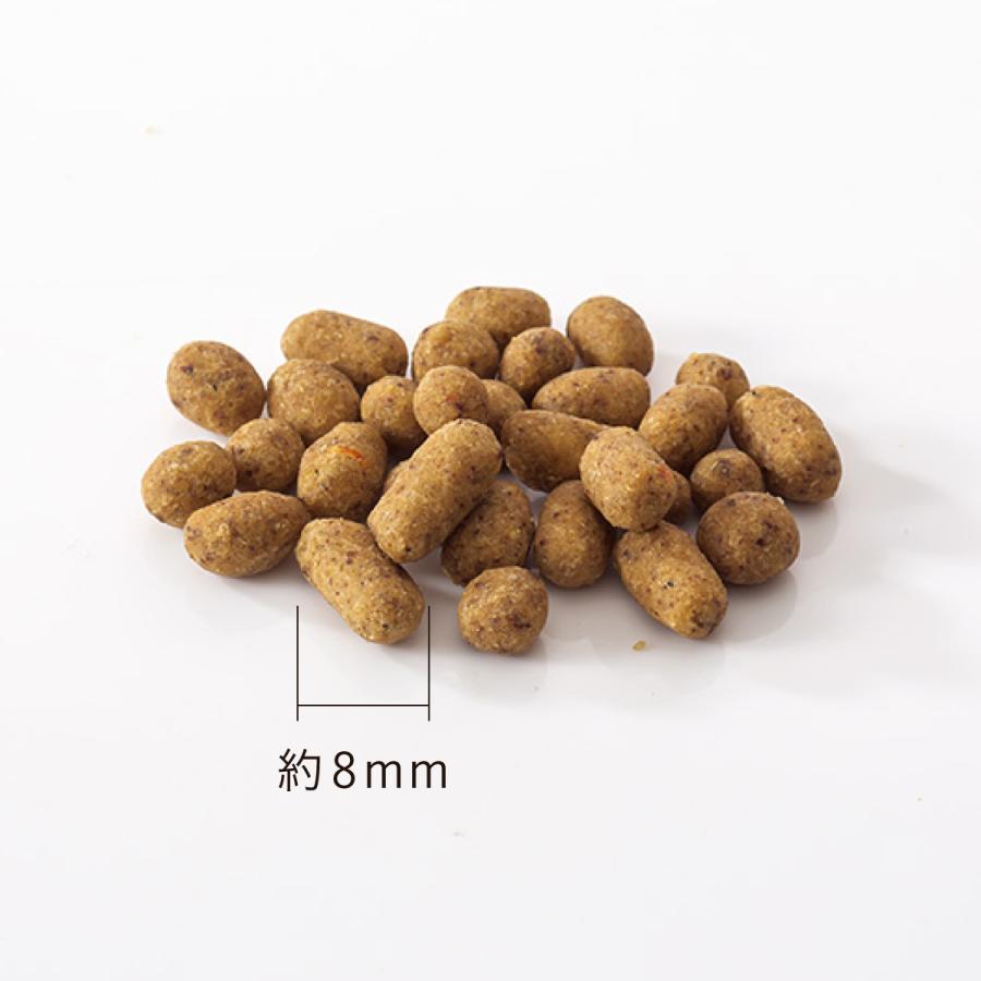 ドットわん ドッグフード おためし 無添加 国産 魚 ごはん 魚ごはん