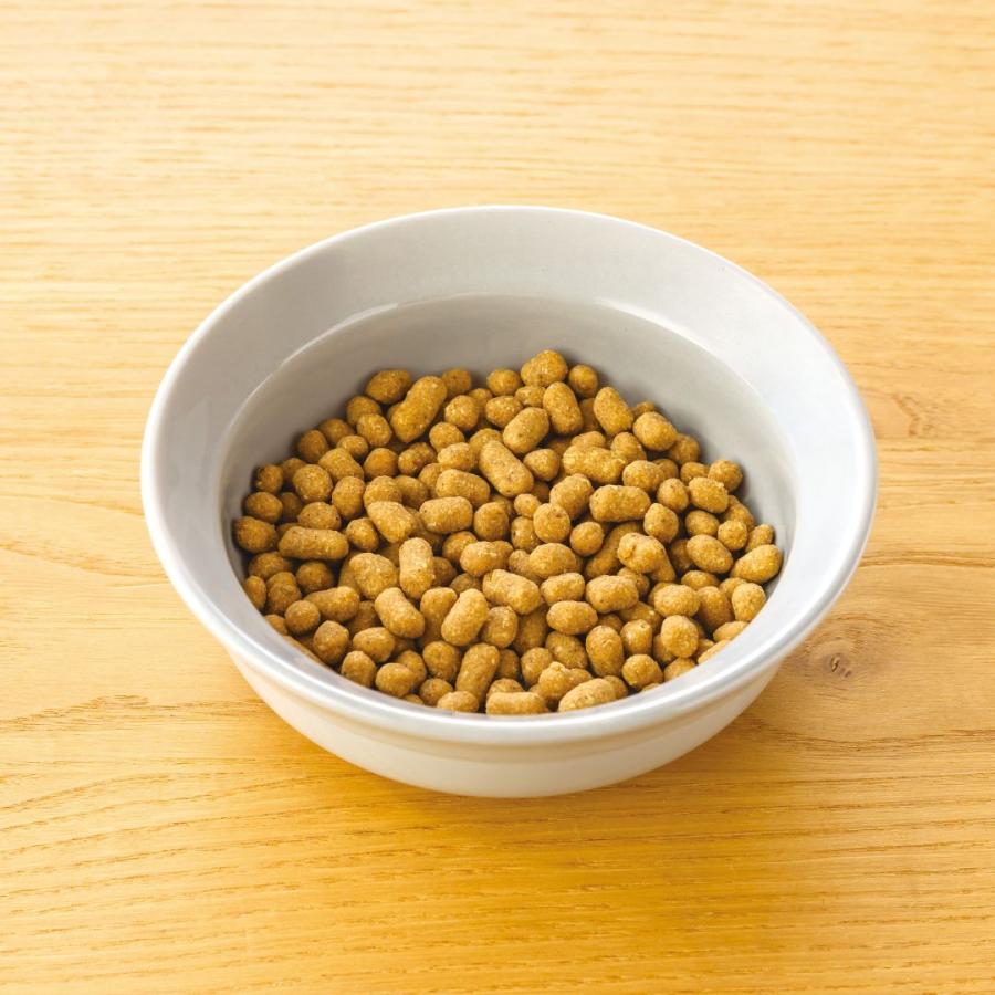 ドットわん ドッグフード 無添加 国産 豚 ごはん ドットわん豚ごはん