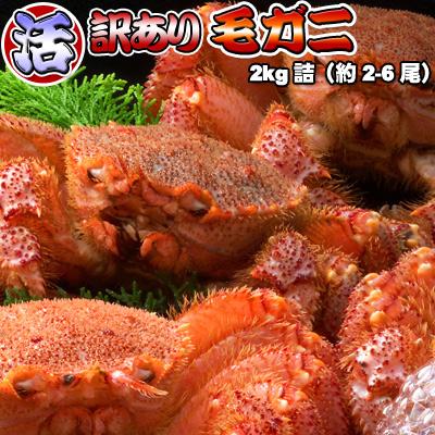 活毛ガニ 訳あり 2kg詰 送料無料 沖縄は送料別途加算 身入り7割前後 ひな祭り 新生活 ホワイトデー｜dousan