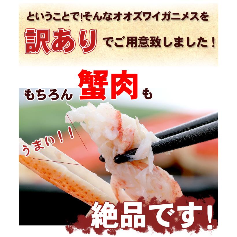 オオズワイガニ メス 活 訳あり 北海道産 1kg（約4−6尾入） 身入り7分
