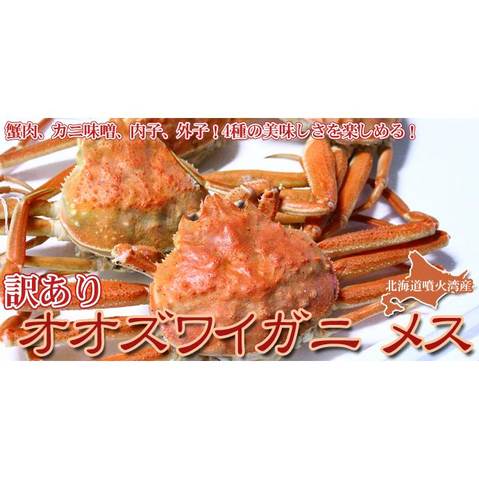 オオズワイガニ メス 活 訳あり 北海道産 8kg（約25−50尾入） 身入り7