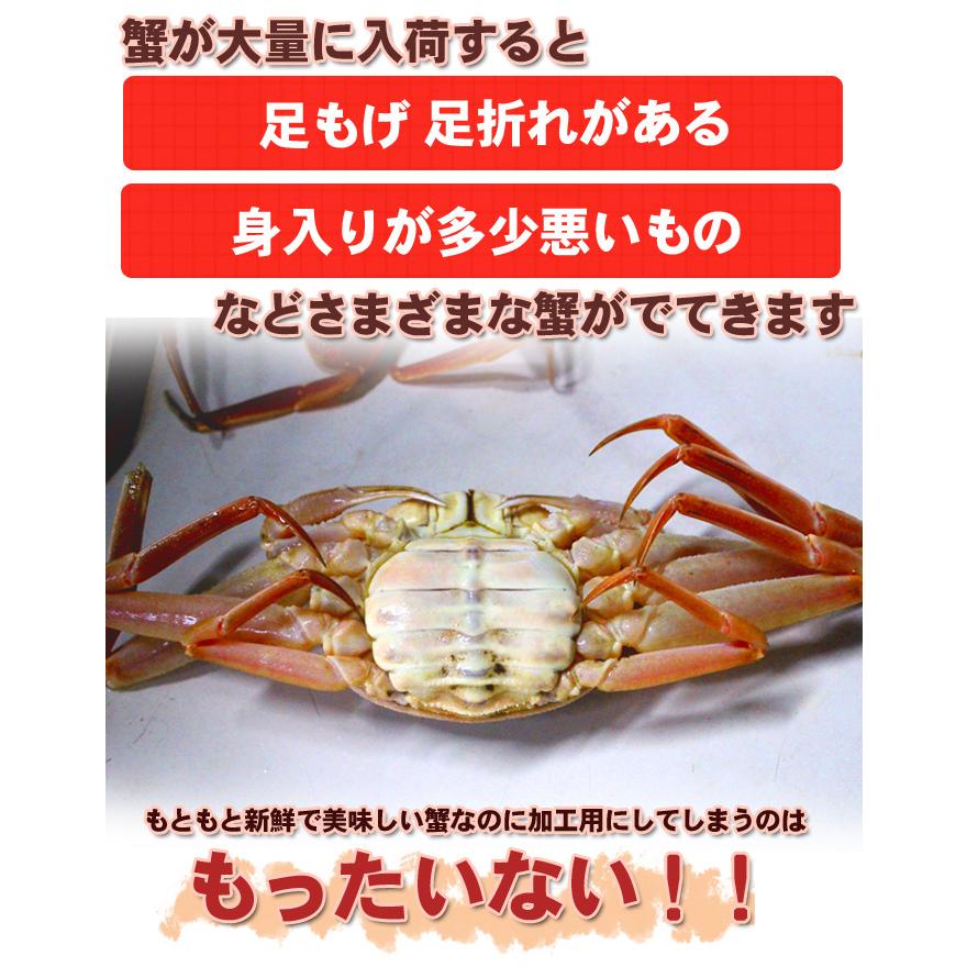 オオズワイガニ メス 活 訳あり 北海道産 8kg（約25−50尾入） 身入り7