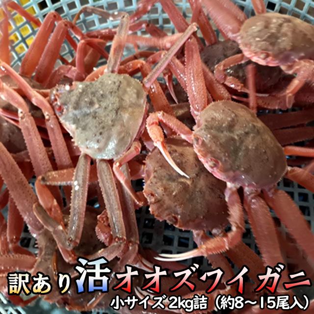 訳あり 活オオズワイガニ 小サイズ 2kg詰 送料無料 ※沖縄別途送料加算