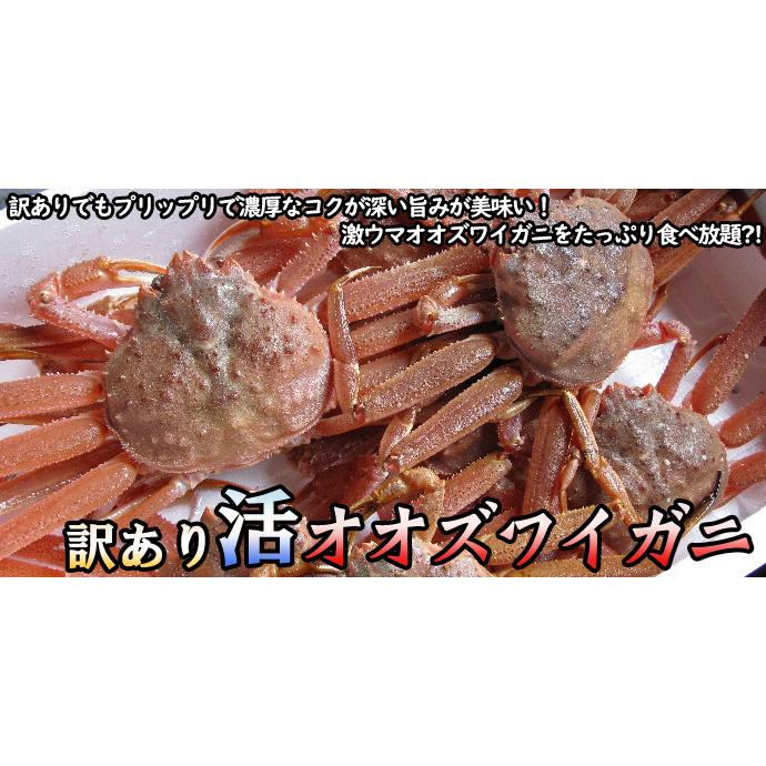 訳あり 活オオズワイガニ 小サイズ 2kg詰 送料無料 ※沖縄別途送料加算