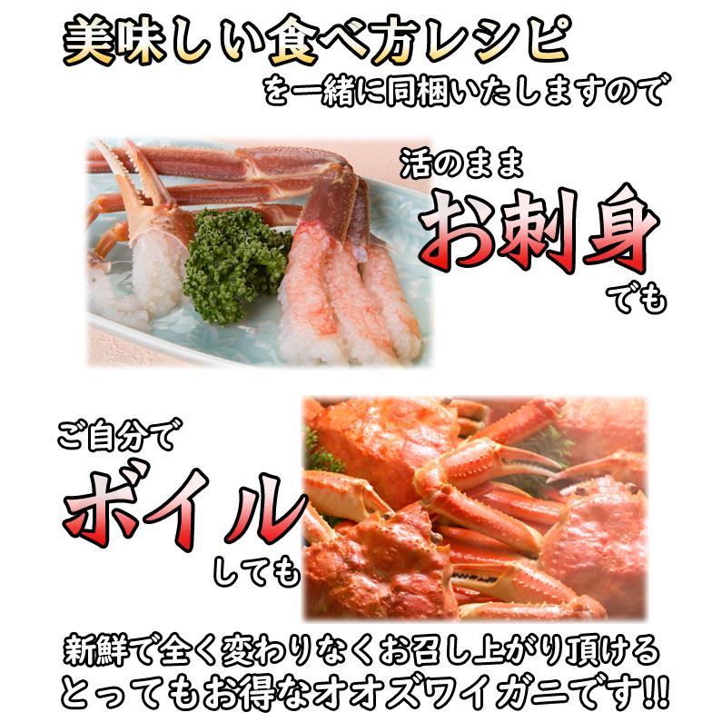 訳あり 活オオズワイガニ 小サイズ 4kg詰 送料無料 ※沖縄別途