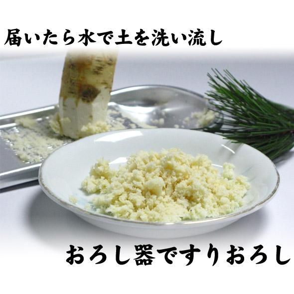 山わさび 土付き 北海道産 蝦夷山わさび 西洋わさび 1kg 送料無料沖縄は送料別途加算 ホースラディッシュ レホール ひな祭り 新生活 ホワイトデー｜dousan｜05