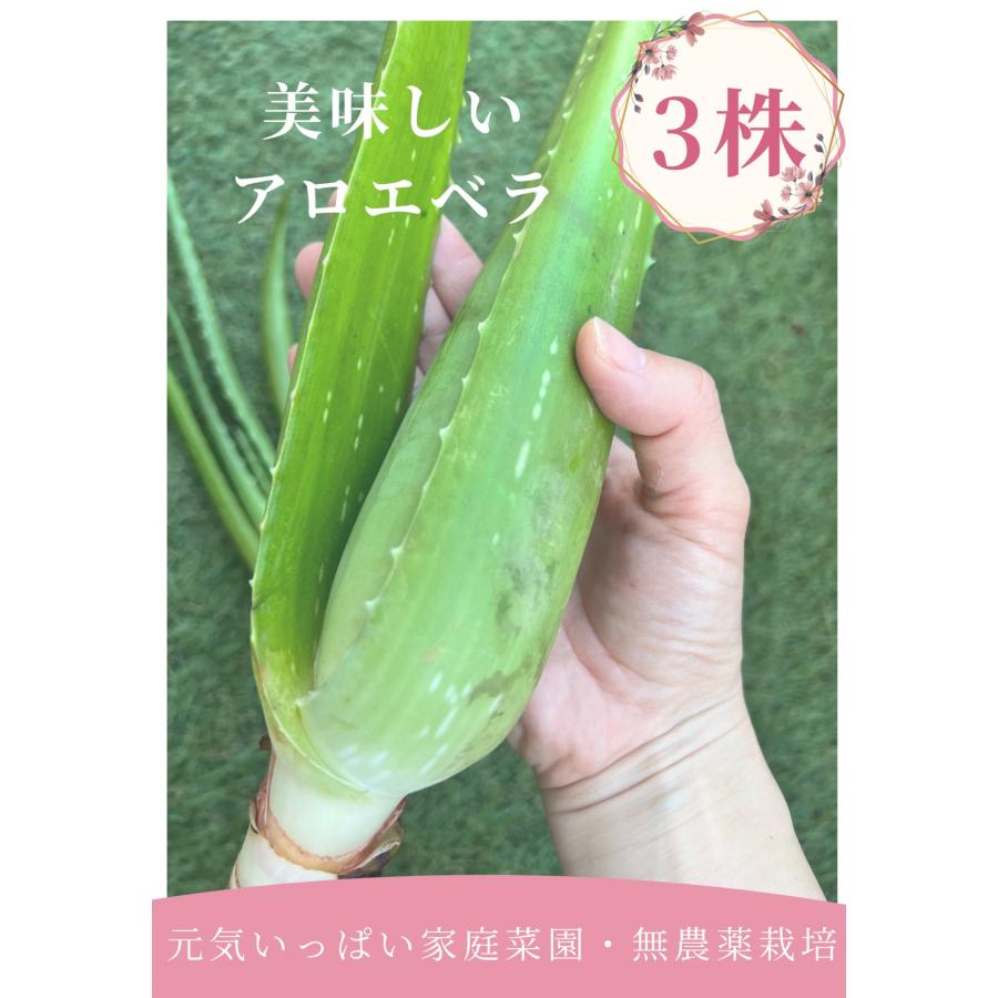新鮮【食用】アロエベラ 3株 ☆アロエの苗をそのまま☆ 食べれるアロエ